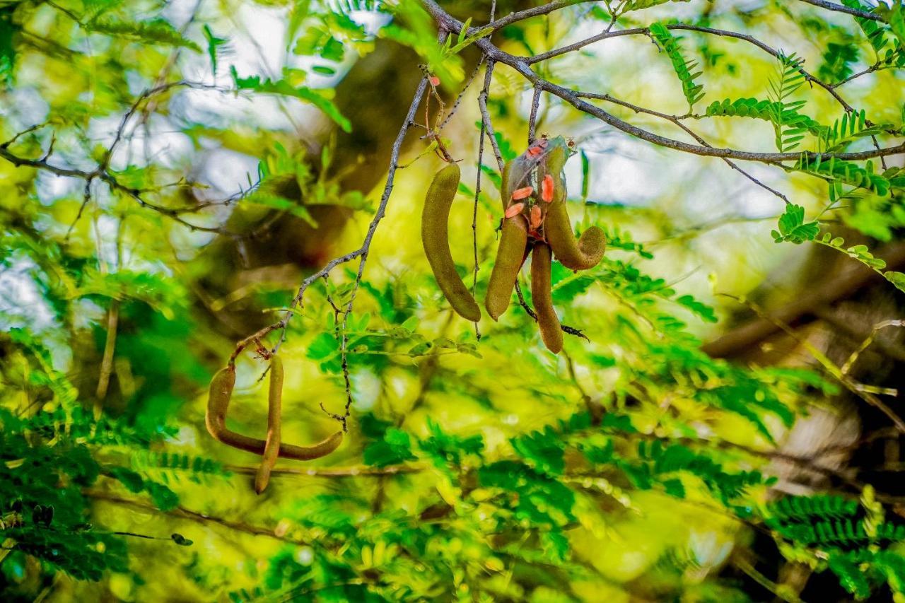 Hotel Tamarind Tree Tissamaharama Zewnętrze zdjęcie